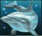 Азартный дельфин